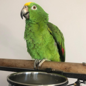 Yellow-fronted Amazon – Rocky