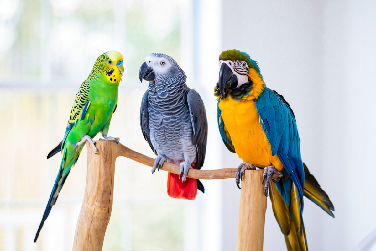 Wie alt wird ein Papagei