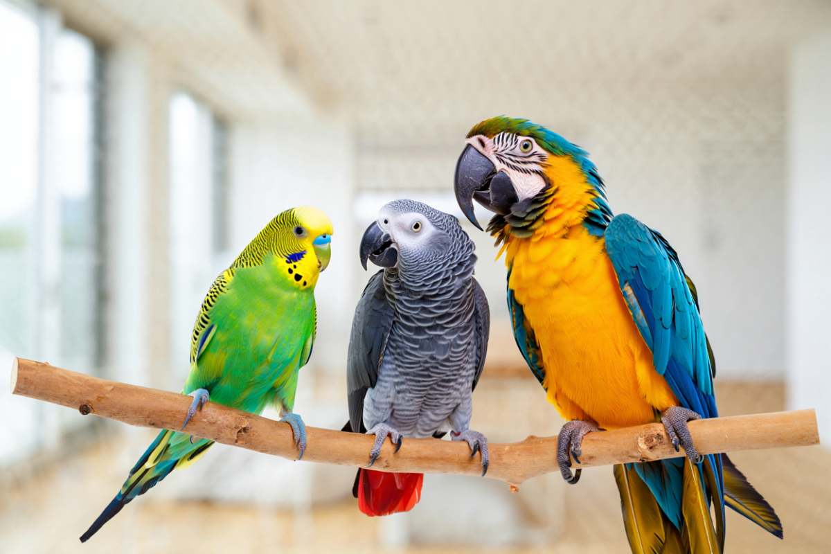 Wie alt wird ein Papagei?