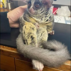 Galago for sale