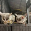 galagos-kaufen-deutschland